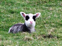 129 ILE DE OUESSANT_000039